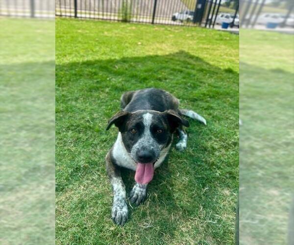 Medium Photo #1 German Shepherd Dog-Unknown Mix Puppy For Sale in Temple, TX, USA