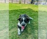 Small German Shepherd Dog Mix