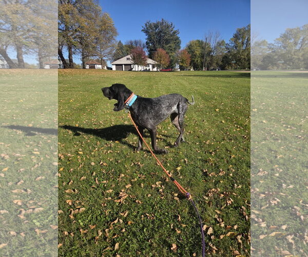 Medium Photo #6 Bluetick Coonhound Puppy For Sale in Crystal, MN, USA