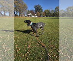Small Photo #6 Bluetick Coonhound Puppy For Sale in Crystal, MN, USA