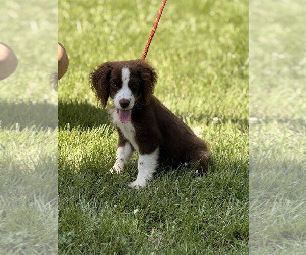Medium Photo #1 Labrador Retriever Puppy For Sale in Yardley, PA, USA