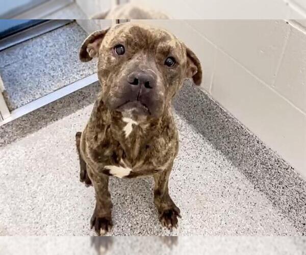 Medium Photo #2 Mutt Puppy For Sale in Houston, TX, USA