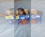 Small Photo #250 Yorkshire Terrier Puppy For Sale in AKRON, OH, USA