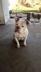 Small Photo #1 Staffordshire Bull Terrier Puppy For Sale in RIVERSIDE, CA, USA