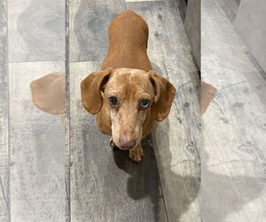 Dachshund Dog for Adoption in Mount Pleasant, South Carolina USA