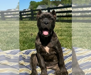 Cane Corso Puppy for Sale in RUCKERSVILLE, Virginia USA