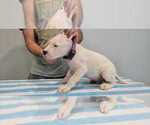 Small Photo #39 Dogo Argentino Puppy For Sale in BROOMALL, PA, USA