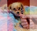 Small Photo #84 Yorkshire Terrier Puppy For Sale in AKRON, OH, USA