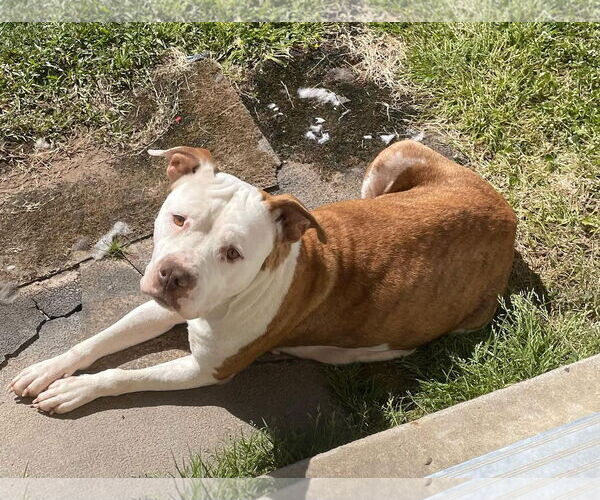 Medium Photo #24 Mutt Puppy For Sale in Mount Laurel, NJ, USA