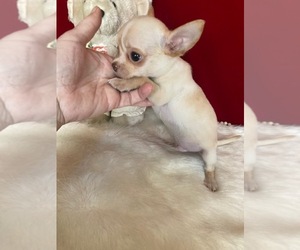 Chihuahua Puppy for sale in TRACY, CA, USA
