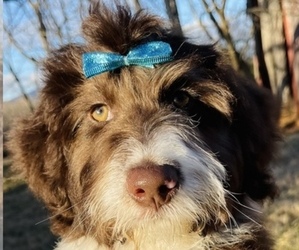 Aussiedoodle Puppy for sale in BEDFORD, VA, USA