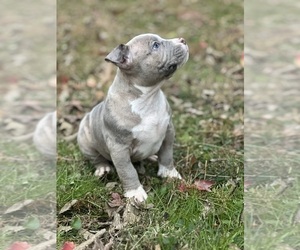 American Bully Puppy for sale in LANCASTER, PA, USA