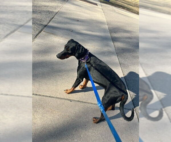 Medium Photo #5 Doberman Pinscher Puppy For Sale in Buffalo, MN, USA