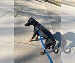 Small #4 Doberman Pinscher