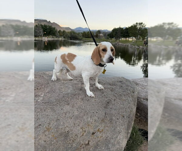 Medium Photo #3 Beagle-Unknown Mix Puppy For Sale in Sandy, UT, USA