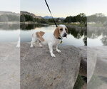 Small #2 Beagle Mix