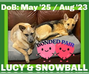 Mutt Dogs for adoption in Sebec, ME, USA