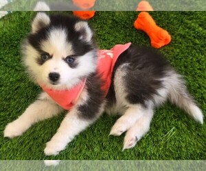 Pomsky Puppy for sale in DELAWARE, OH, USA