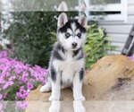 Puppy Beauty Pomsky