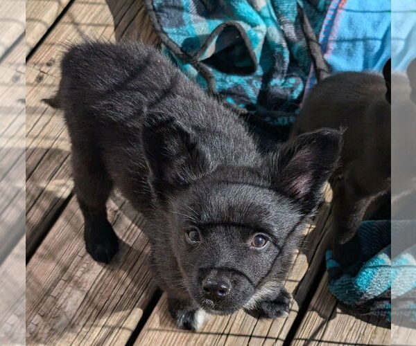 Medium Photo #4 Australian Shepherd-Rat Terrier Mix Puppy For Sale in Des Moines, IA, USA