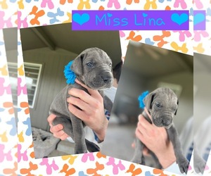 Great Dane Puppy for Sale in AMARILLO, Texas USA