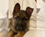 Small Photo #2 German Shepherd Dog Puppy For Sale in GLOUCESTER, VA, USA