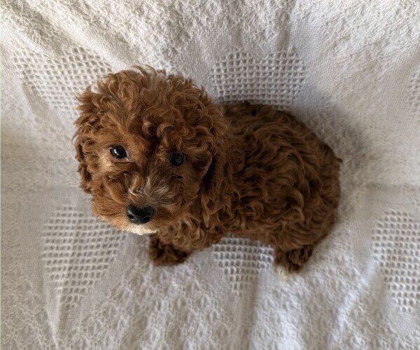 Medium Photo #3 Cavapoo (Miniature) Puppy For Sale in THORP, WI, USA