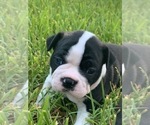 Small Photo #8 Boston Terrier Puppy For Sale in SOMERVILLE, TX, USA