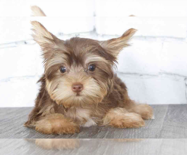 Medium Photo #1 Yorkshire Terrier Puppy For Sale in RED LION, PA, USA