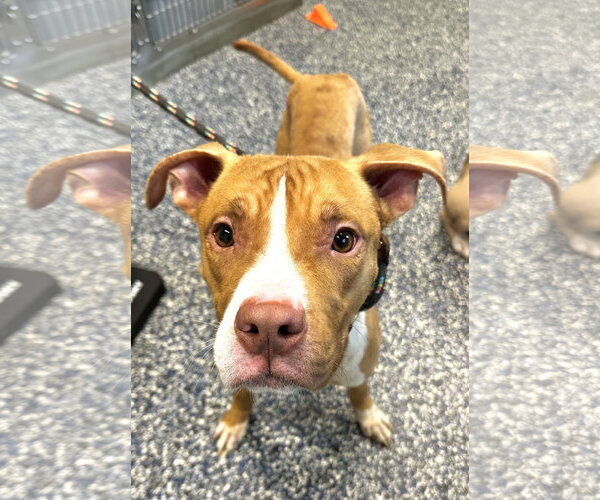 Medium Photo #1 Mutt Puppy For Sale in Jackson , NJ, USA