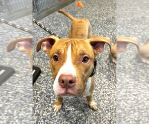 Mutt Dogs for adoption in Jackson , NJ, USA