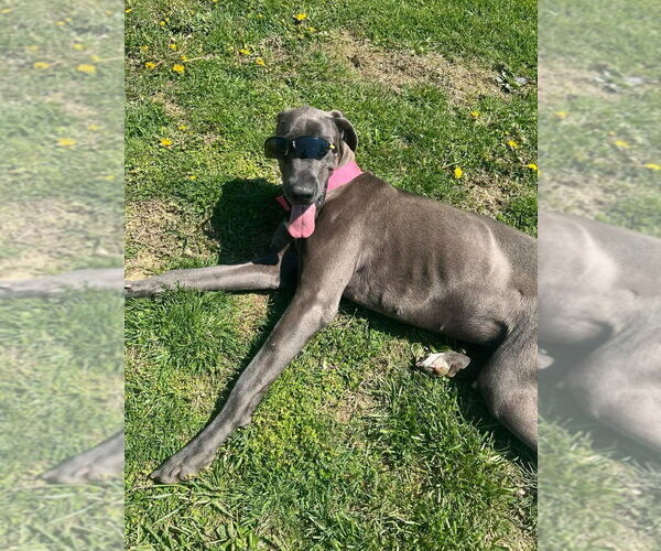 Medium Photo #2 Great Dane Puppy For Sale in Osgood, IN, USA