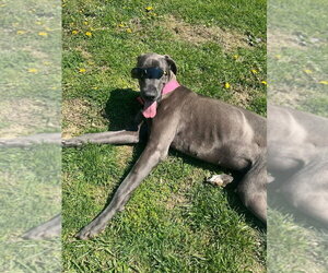 Luna Grace - Female Great Dane Dog for Adoption - Photo #2