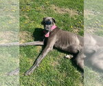 Small #1 Great Dane