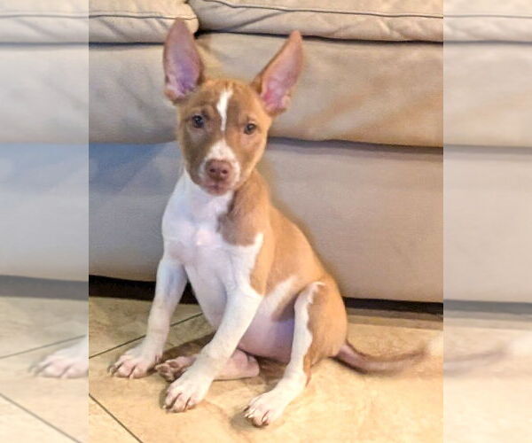 Medium Photo #4 American Staffordshire Terrier-Unknown Mix Puppy For Sale in Corona, CA, USA