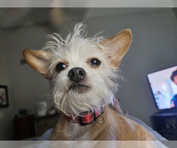 Medium Photo #1 Chihuahua-Unknown Mix Puppy For Sale in St. Louis Park, MN, USA