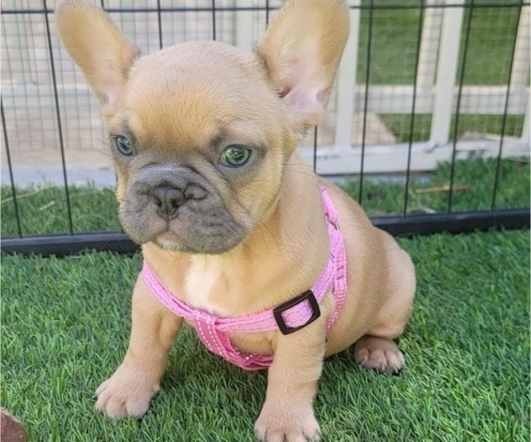 Medium Photo #10 French Bulldog Puppy For Sale in LAS VEGAS, NV, USA