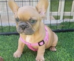 Small #9 French Bulldog