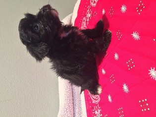 Shih-Poo Puppy for sale in LEAD HILL, AR, USA