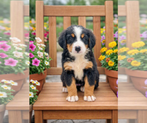 Bernese Mountain Dog Puppy for sale in DUNDEE, OH, USA