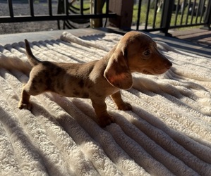 Dachshund Puppy for sale in WEBSTER, FL, USA