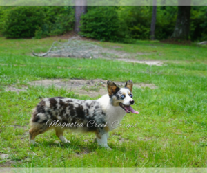 Mother of the Pembroke Welsh Corgi puppies born on 03/04/2023