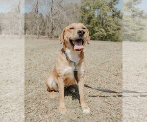 Shepradors Dogs for adoption in Attalka, AL, USA