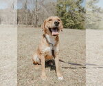 Small Shepradors