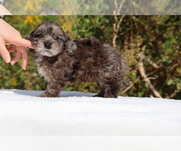 Medium Photo #56 ShihPoo Puppy For Sale in DYERSBURG, TN, USA