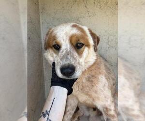 Mutt Dogs for adoption in Oklahoma City, OK, USA