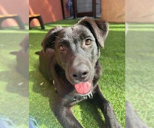 Shepradors Dogs for adoption in San Francisco, CA, USA