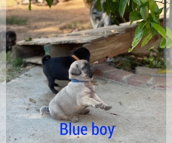 Medium Photo #4 Pug Puppy For Sale in CORONA, CA, USA