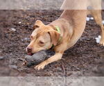 Small #7 American Pit Bull Terrier-Staffordshire Bull Terrier Mix