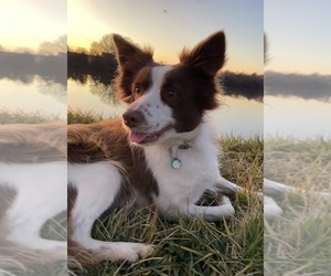 Mother of the Border Collie-Papillon Mix puppies born on 07/05/2026